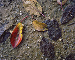 Fallen leaves from c