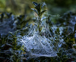 Pearling spider web 