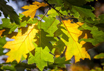 American oak leaves
