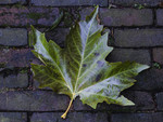 Plane tree leaf in d